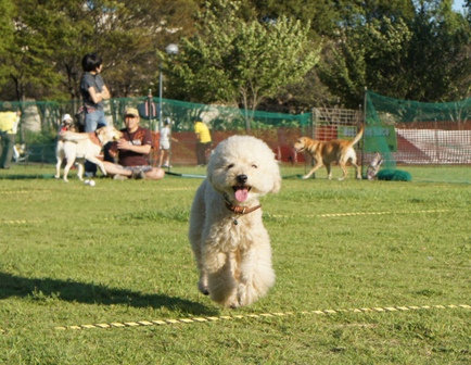 わんこの運動会_c0060920_2326534.jpg