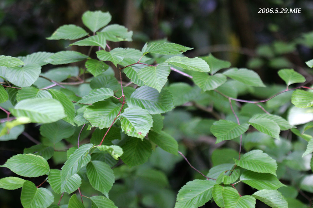 ◇◇アズキナシ 山取 ◇◇491