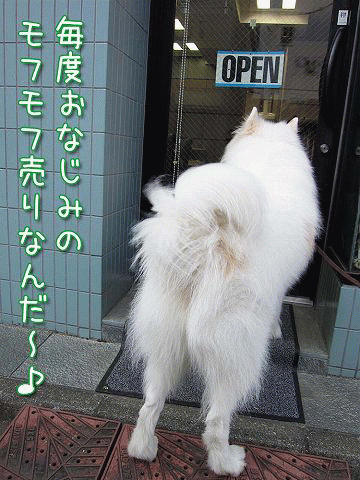 神無月 サモエド クローカのお気楽日記 神無月 サモエド クローカのお気楽日記