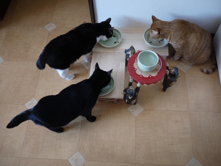 朝ごはん猫 空しぇるのぇる編。_a0143140_22165117.jpg