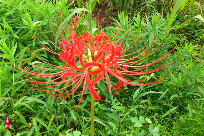 c0187744_22461726.jpg