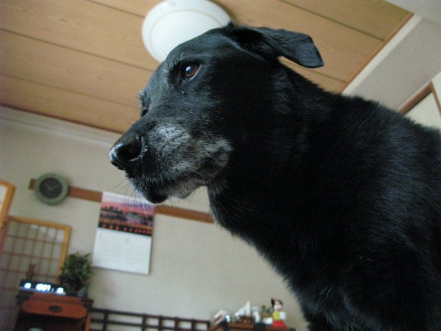 c0039145_13303671.jpg