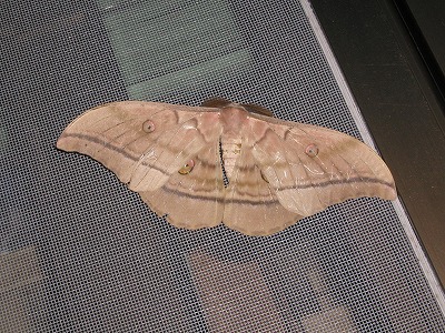 c0180460_62523.jpg
