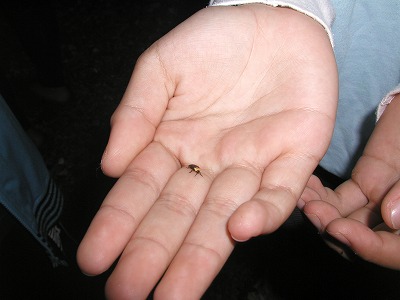 c0180460_64352.jpg
