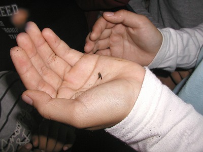 c0180460_65496.jpg