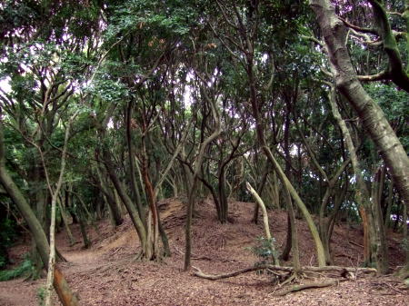 b0072370_90660.jpg