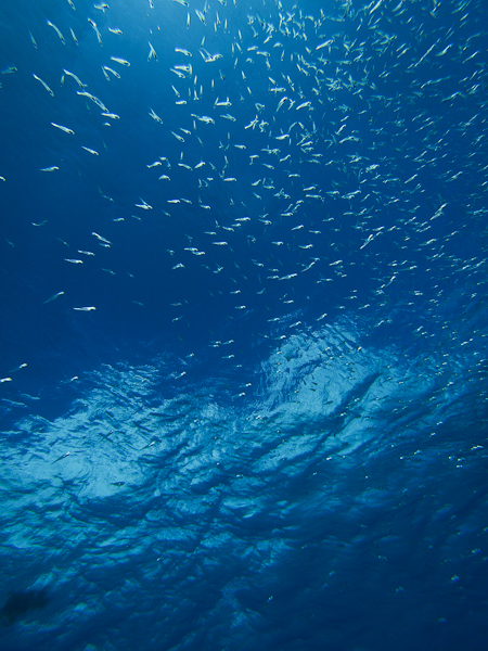 空を泳ぐ（黒島の海）_e0005670_6562775.jpg