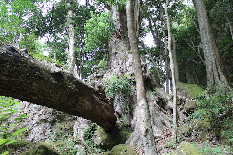 神内神社(2011.8.24)_c0173978_2451948.jpg