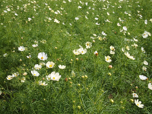 a0198883_2191995.jpg