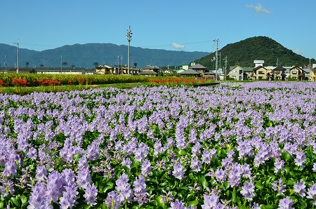 元薬師寺跡　ホテイアオイ2011_c0229483_1931454.jpg