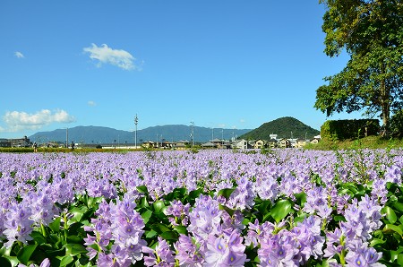 元薬師寺跡　ホテイアオイ2011_c0229483_1931823.jpg