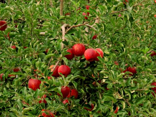 e0120896_6525050.jpg