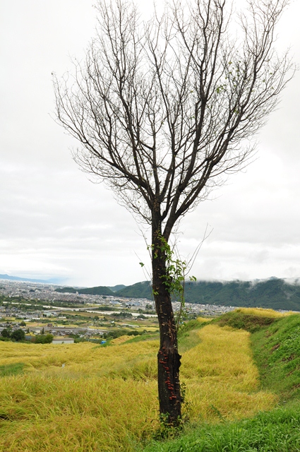 雨景色の姨捨の棚田_b0228502_22514883.jpg