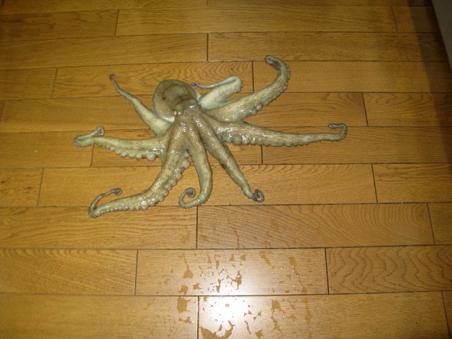 c0036203_17503319.jpg