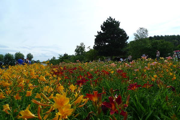 夏の北海道 ２_a0196709_8181363.jpg