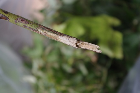 c0147909_82663.jpg