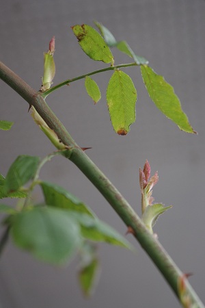 c0147909_8272449.jpg