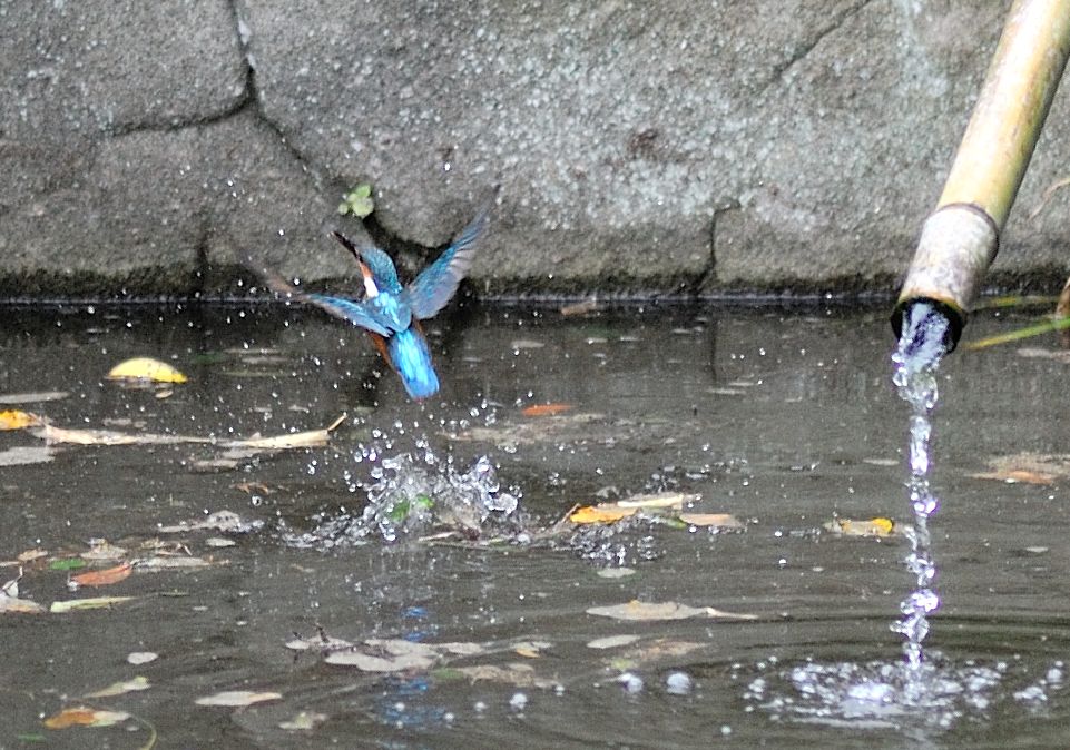 北鎌倉から鎌倉、そして横浜　１_d0153911_136348.jpg