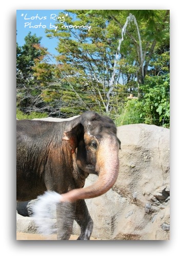 動物園_a0169912_15484929.jpg
