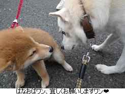 犬とヘビとなっちゃん。_c0182012_14171722.jpg