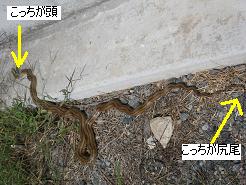 犬とヘビとなっちゃん。_c0182012_1417284.jpg