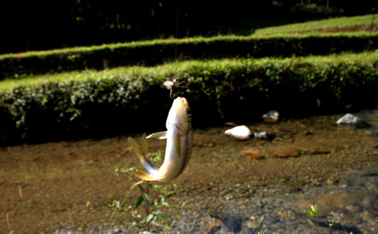 美山川上流_e0048413_2055472.jpg