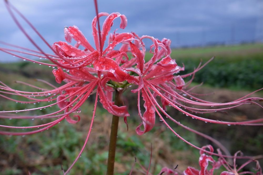 曼珠沙華_f0140720_2327448.jpg