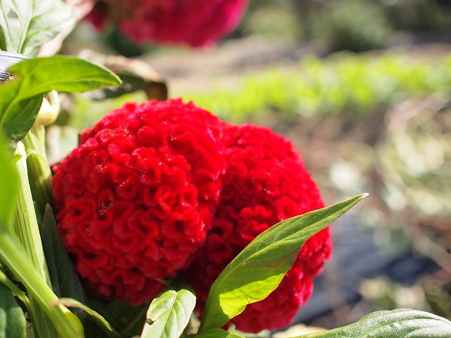 a0195223_223404.jpg