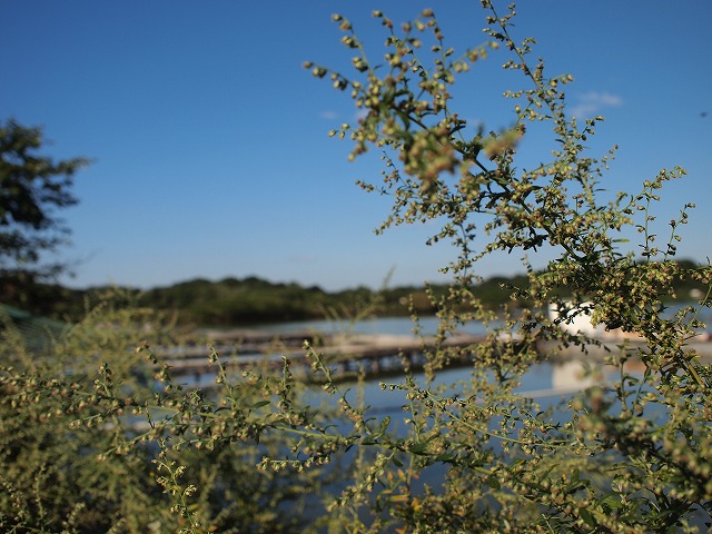 a0195223_22425349.jpg