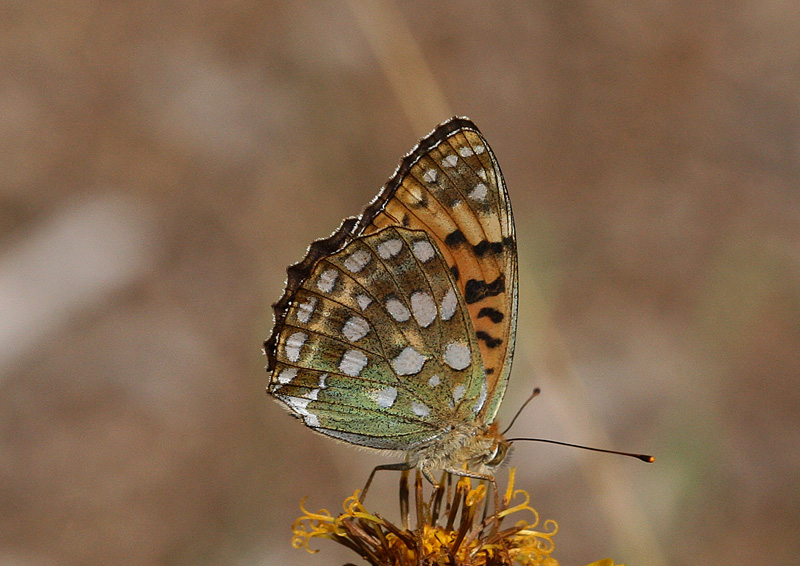 ギンボシヒョウモン Speyeria aglaja_f0161823_552837.jpg