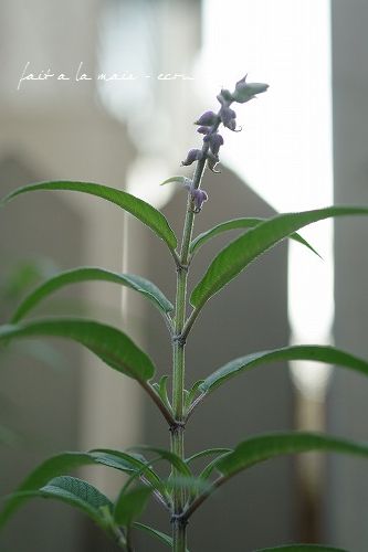 秋のお庭_c0093830_20555629.jpg
