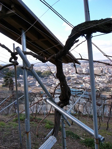 大阪のブドウ畑_b0206537_15322691.jpg
