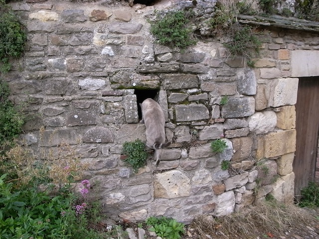 Cordes sur Ciel_d0029840_22242622.jpg