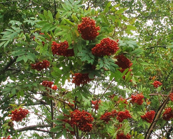 e0172840_18112460.jpg