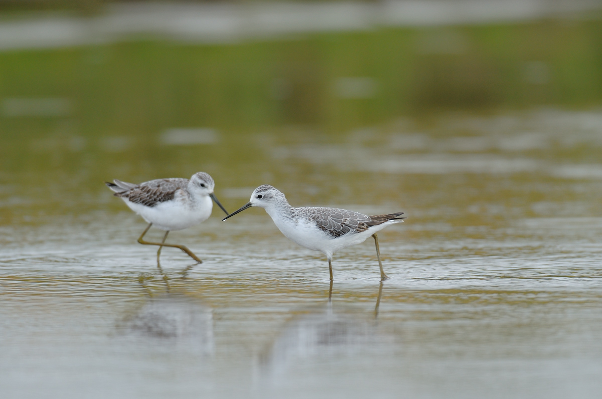 ２０１１年１０月の鳥たち_a0039245_20232778.jpg