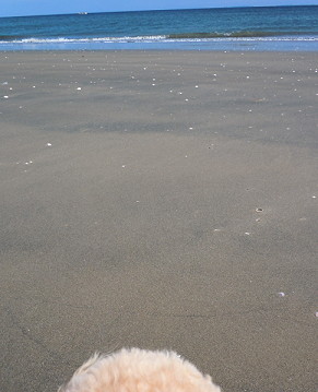 e0028446_2039281.jpg