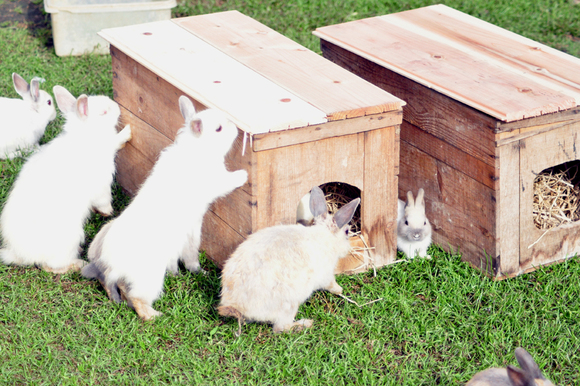ウサギの巣箱 綾部ふれあい牧場 日記