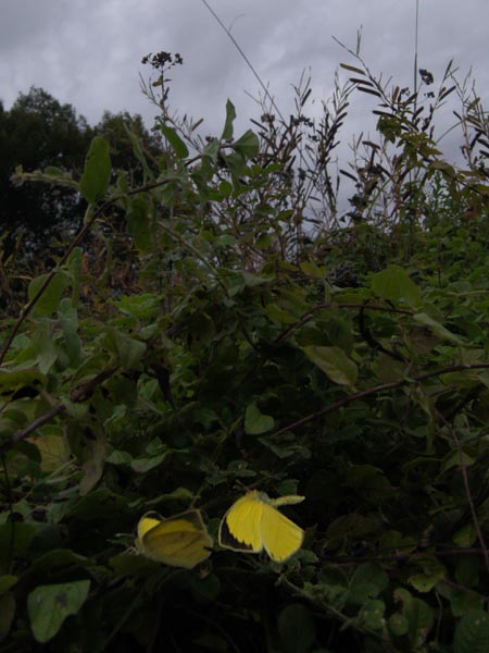 c0045352_2232910.jpg