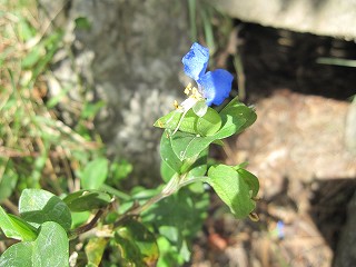 よい時候、歩きに、玉野の深山公園へ_d0031853_032929.jpg