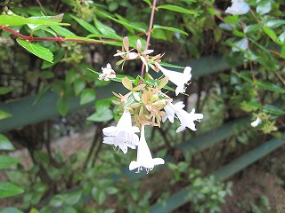 よい時候、歩きに、玉野の深山公園へ_d0031853_085875.jpg