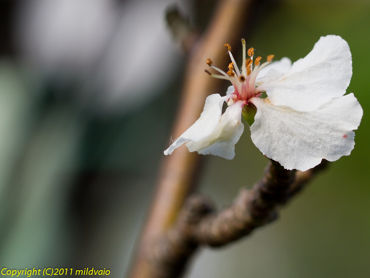 姫りんご・・・季節外れの開花_a0089554_7361720.jpg