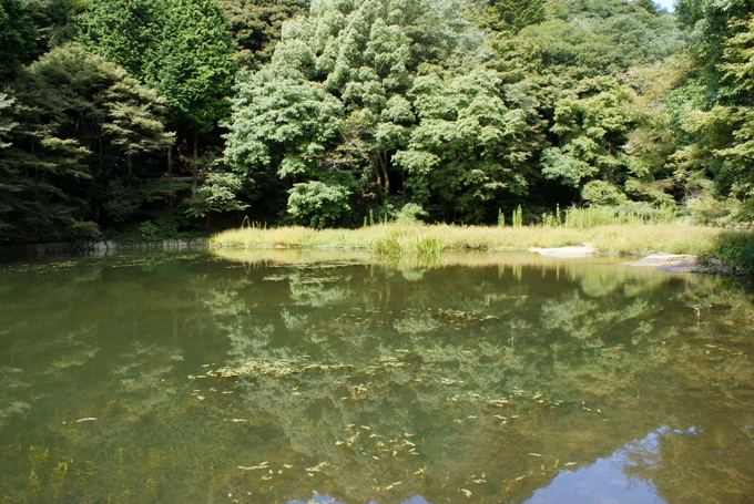 猩々池_b0063958_2021274.jpg