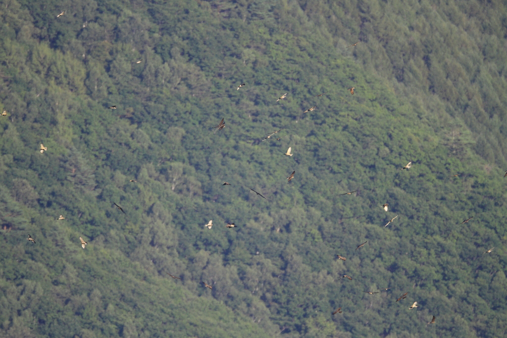 f0230458_1730359.jpg