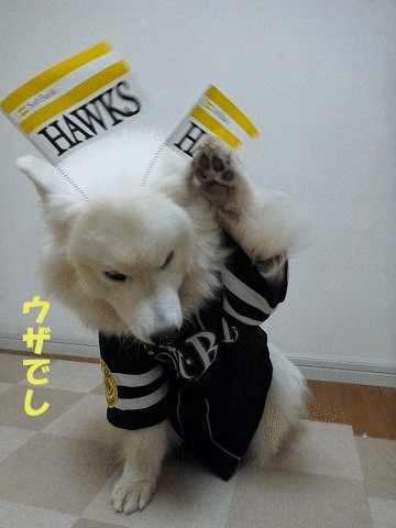 e0176159_12513854.gif