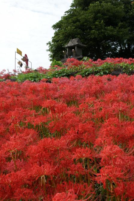 鉢巻山展望所の彼岸花_e0145960_23174930.jpg