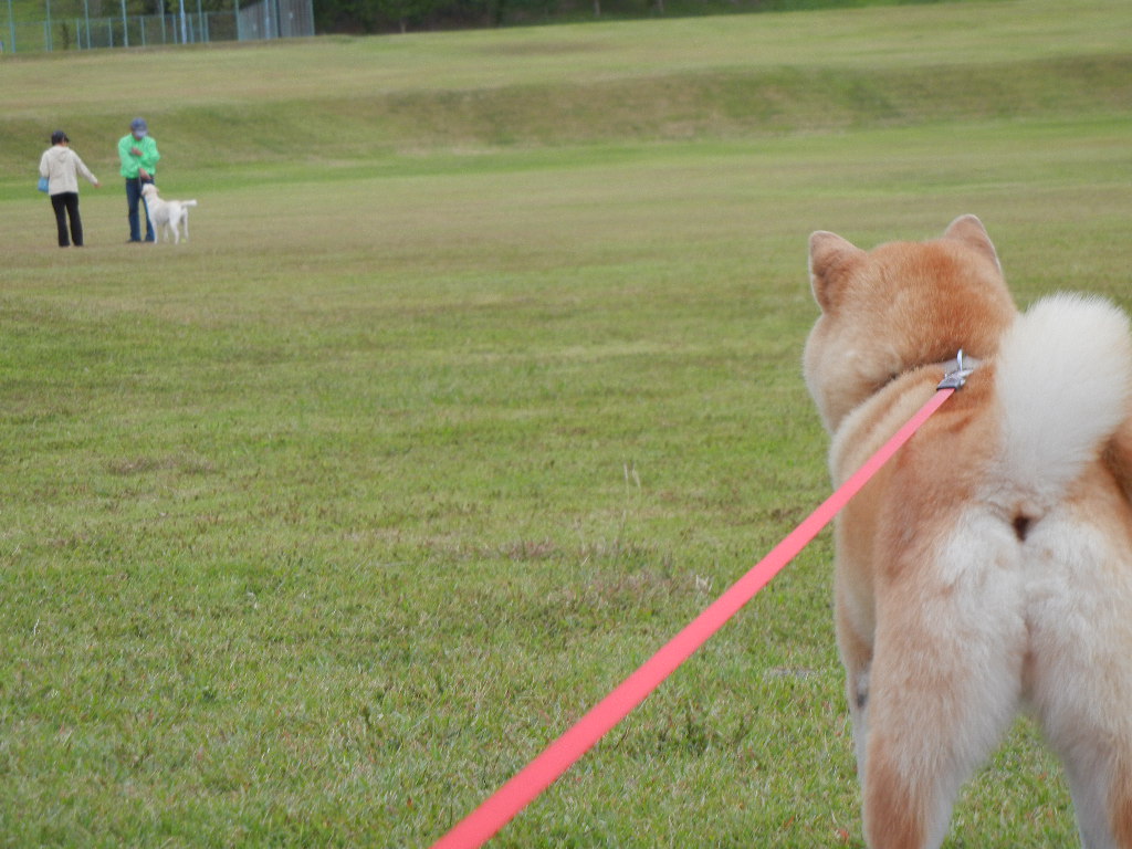 2011年10月2日(日)金木犀の香り!_f0060461_1112341.jpg