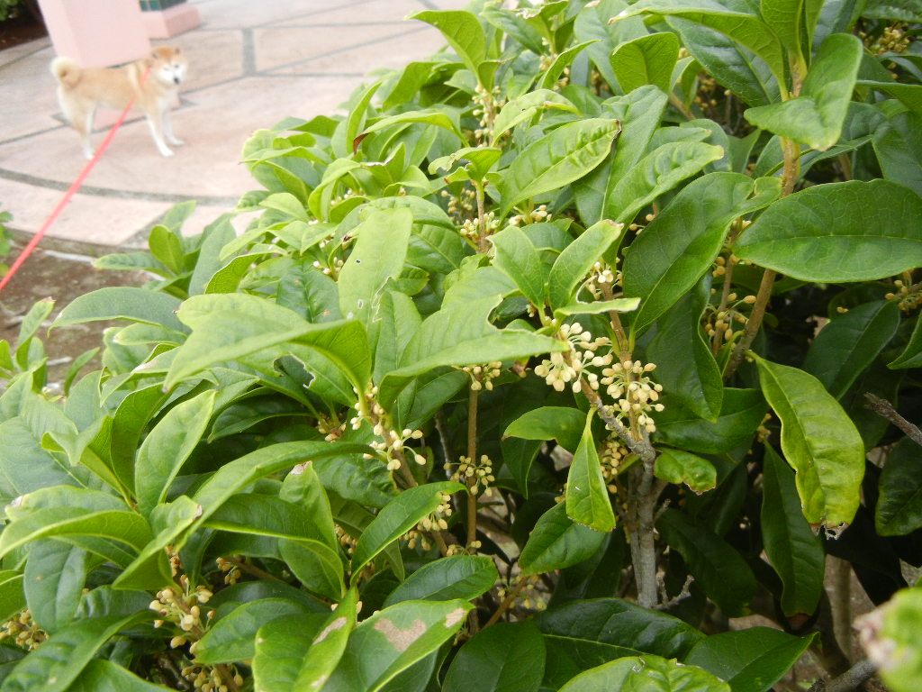2011年10月2日(日)金木犀の香り!_f0060461_11133770.jpg
