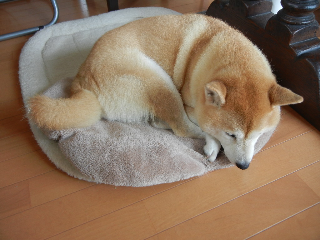 2011年10月2日(日)金木犀の香り!_f0060461_11204549.jpg