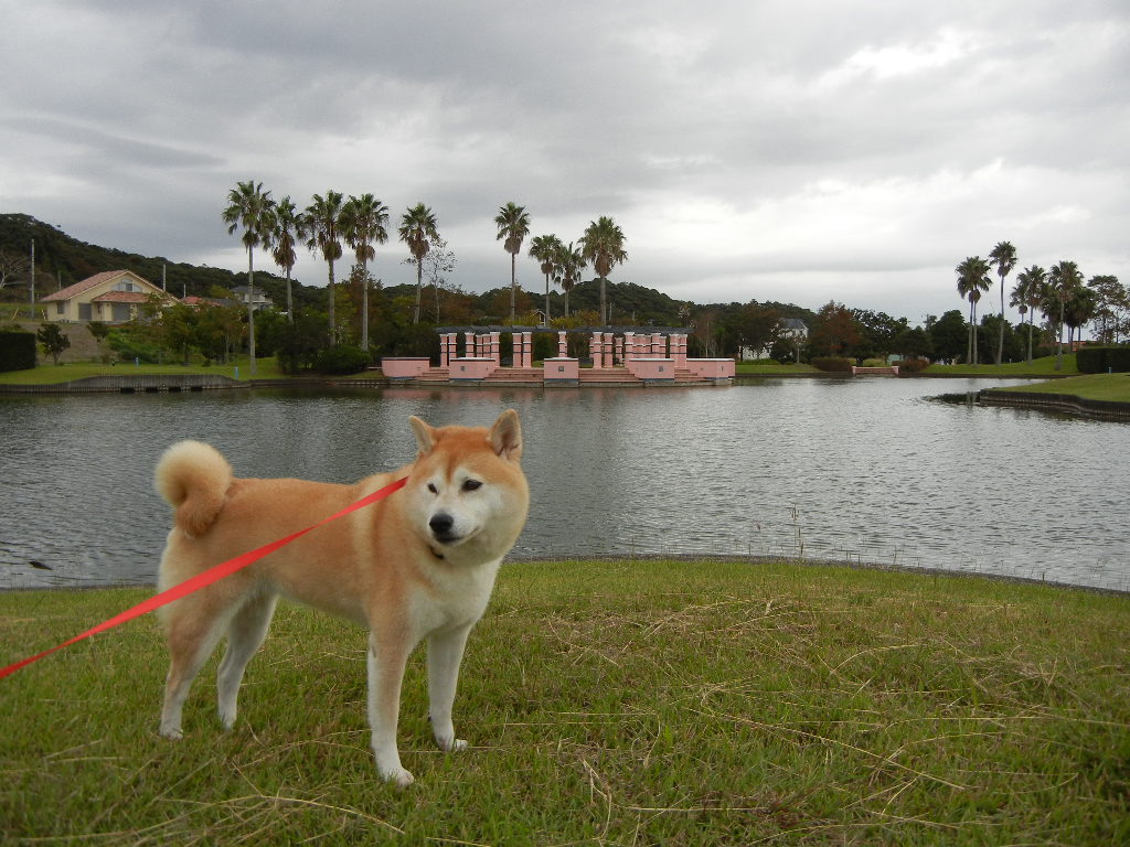 2011年10月2日(日)金木犀の香り!_f0060461_1194675.jpg