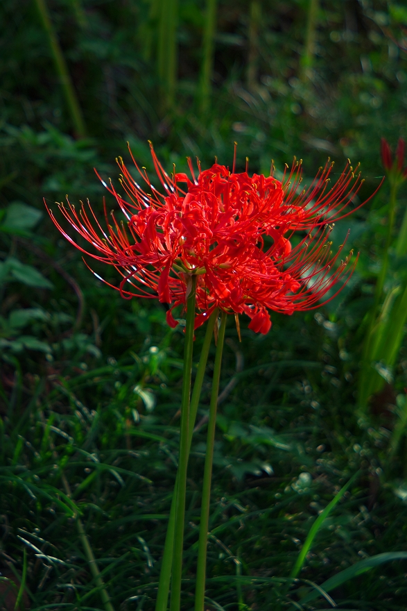 赤い彼岸花ｂｙＡｎｇｅｎｕｅｕ+Ｃａｒl Zeiss_b0221065_281658.jpg